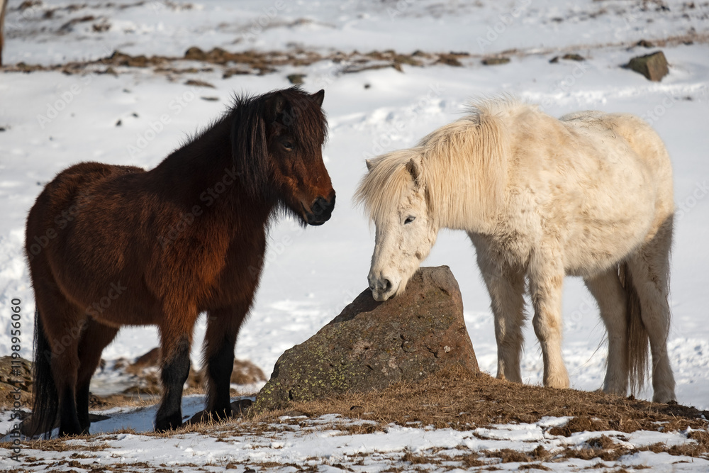 Naklejka premium Two Icelandic horses in winter pasture with snow on the ground