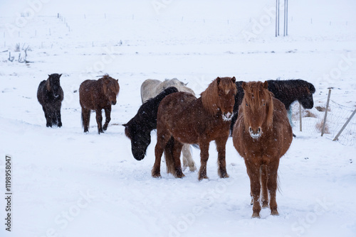 Icelandic horses in winter