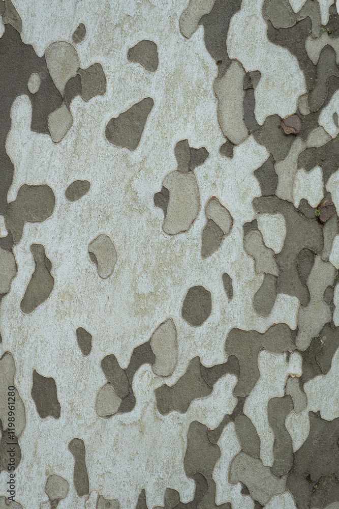 Naklejka premium Natural pattern of sycamore tree bark