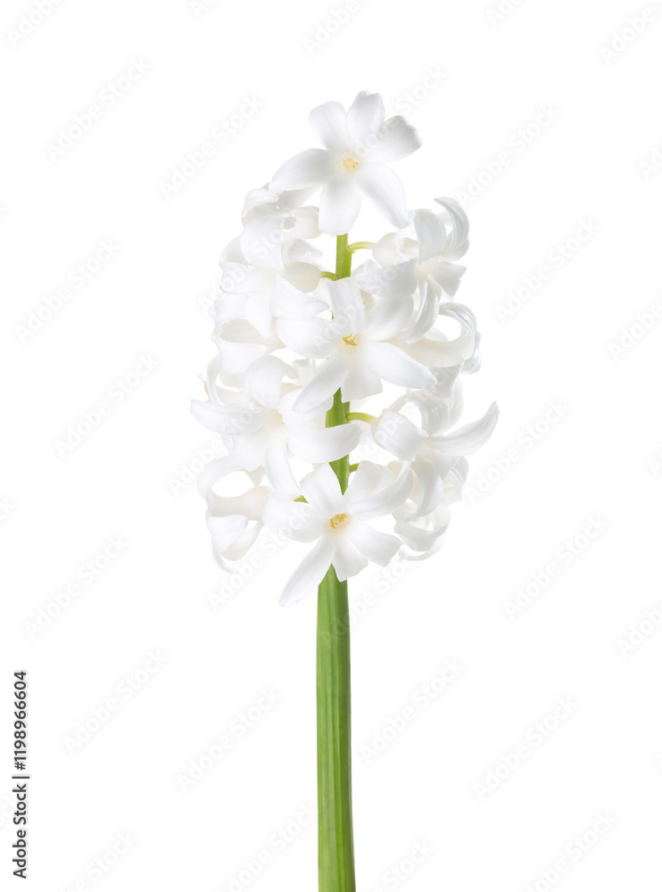 Hyacinthus orientalis with white flowers isolated on white background.