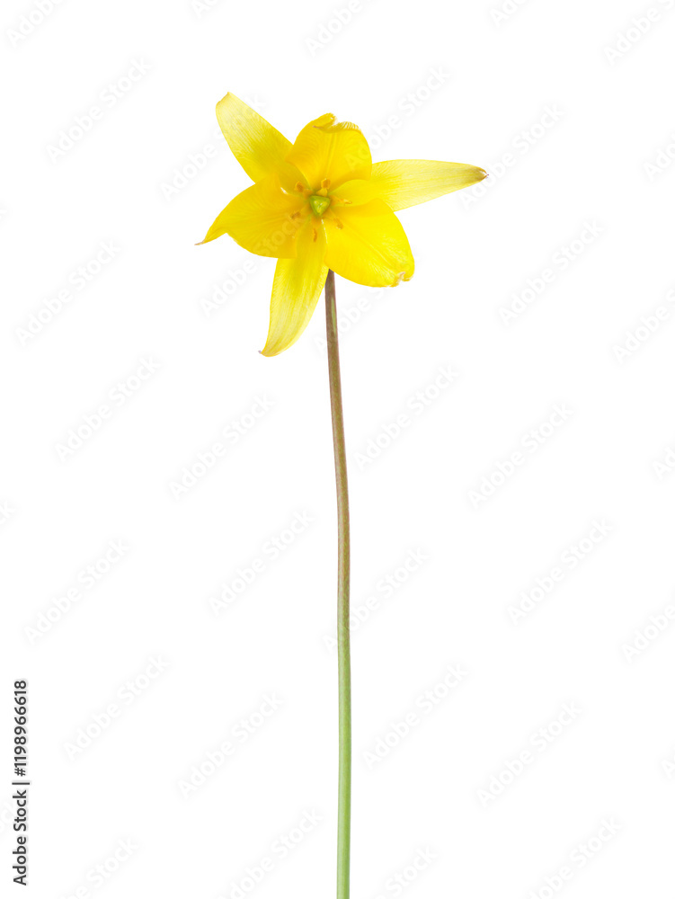 Yellow Wild Tulip flower isolated on white background. Tulipa sylvestris