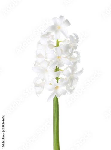 Obraz na płótnie Hyacinthus orientalis with white flowers isolated on white background. w salonie