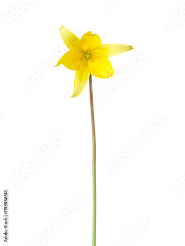 Obraz na płótnie Yellow Wild Tulip flower isolated on white background. Tulipa sylvestris w salonie