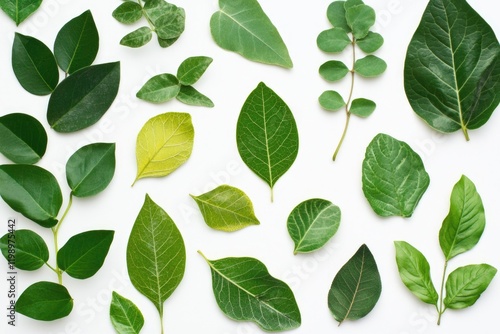 A collection of green leaves on a clean and simple white background