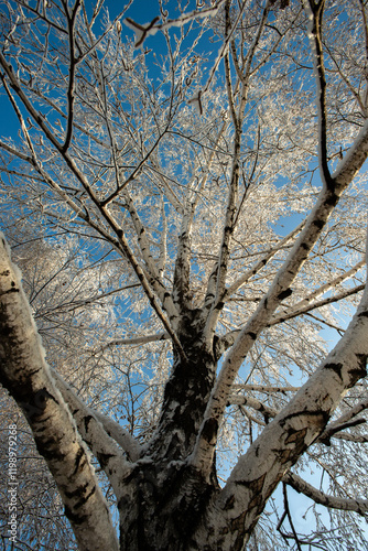 Wallpaper Mural Winter january landscape in the park at morning,daylight on the picture ,beautiful morning with snow,trees covered snow. Photography in the city Ukraininin town , post soviet . Blue colors Torontodigital.ca
