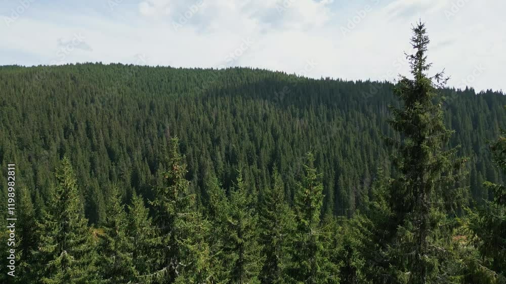 Mountain Forest during Summer Mountain Forest during Summer