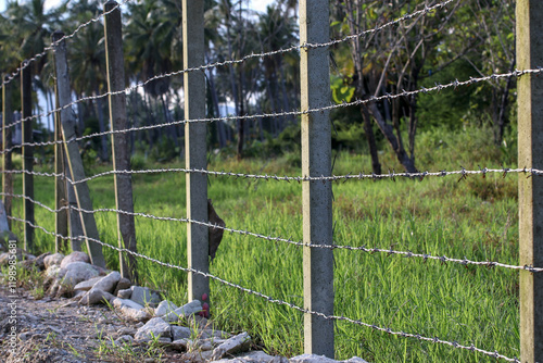 A simple country fence made of six layers of barbed wire on concrete posts. photo