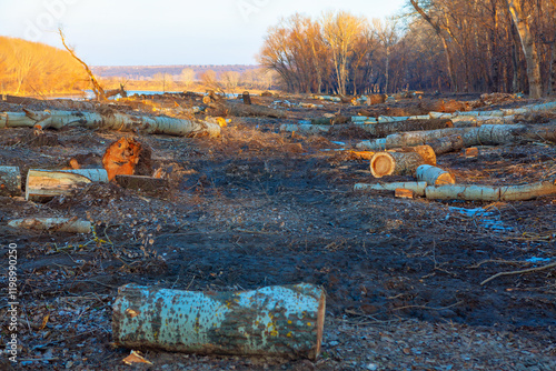 Obraz na płótnie Deforested area with felled tree trunks scattered across the ground, showing clear signs of logging activity. Leafless trees line the edges, and the horizon reveals open, barren land w salonie