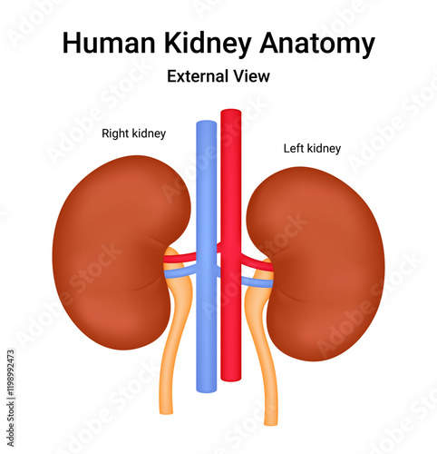 Human Kidney Anatomy External View
