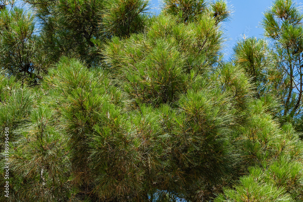Obraz premium Gelendzhik. Pitsunda pine (Pinus brutia pityusa) is species of Calabrian or Turkish pine (Pinus brutia). Branches with long needles against blue autumn sky. Selective focus. Nature concept for design.