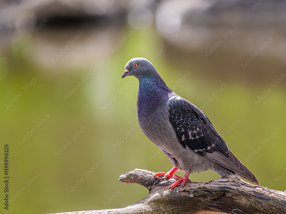 Poised Pigeon On Log Above River Poised Pigeon On Log Above River