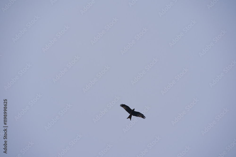 Looking up to red kite bird with spread wings up in the sky at Swiss City of Zürich. Photo taken January 15th, 2025, Zurich Schwamendingen, Switzerland. Looking up to red kite bird with spread wings up in the sky at Swiss City of Zürich. Photo taken January 15th, 2025, Zurich Schwamendingen, Switzerland.