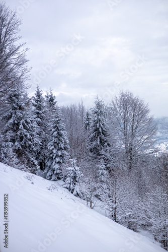 Snow-covered trees in the mountains
