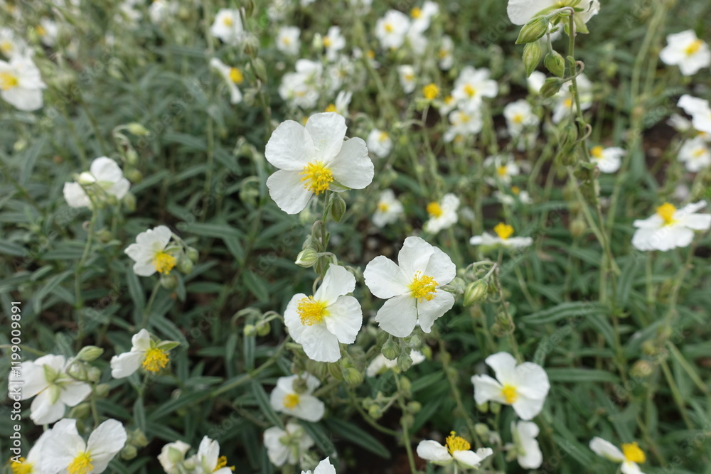 A lot of white flowers of Helianthemum apenninum in June A lot of white flowers of Helianthemum apenninum in June