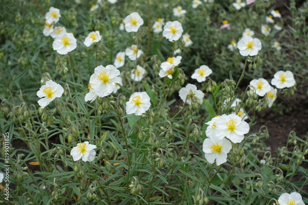 Florescence of white Helianthemum apenninum in mid May Florescence of white Helianthemum apenninum in mid May
