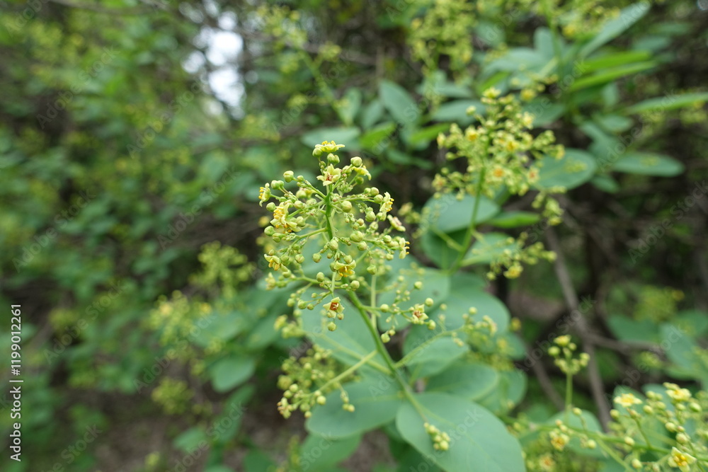 Fototapeta premium Flowers and buds of European smoketree in May