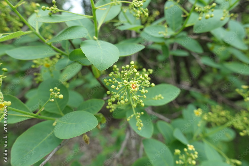 Pale yellow flower and numerous buds of European smoketree in May Pale yellow flower and numerous buds of European smoketree in May
