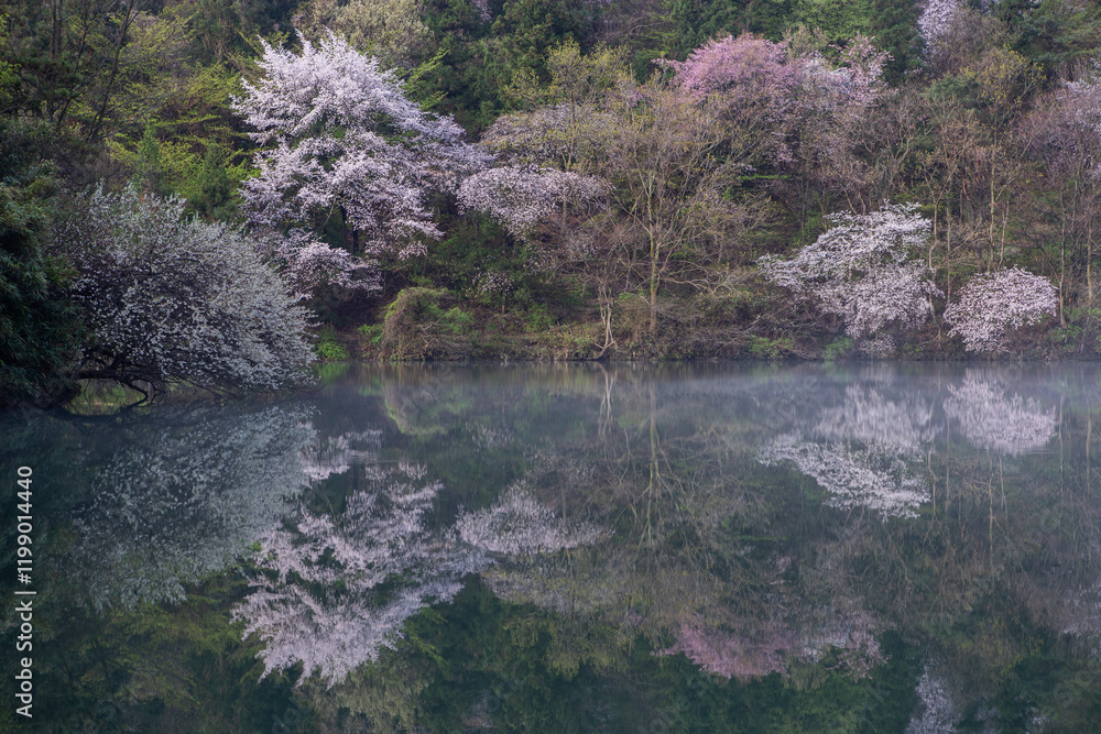 A beautiful scenery with reflection and light in the cherry blossom lake A beautiful scenery with reflection and light in the cherry blossom lake