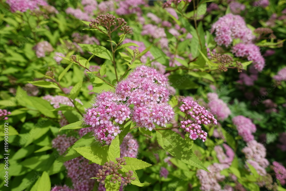Bright pink flowers and buds of Japanese spiraea in mid June Bright pink flowers and buds of Japanese spiraea in mid June