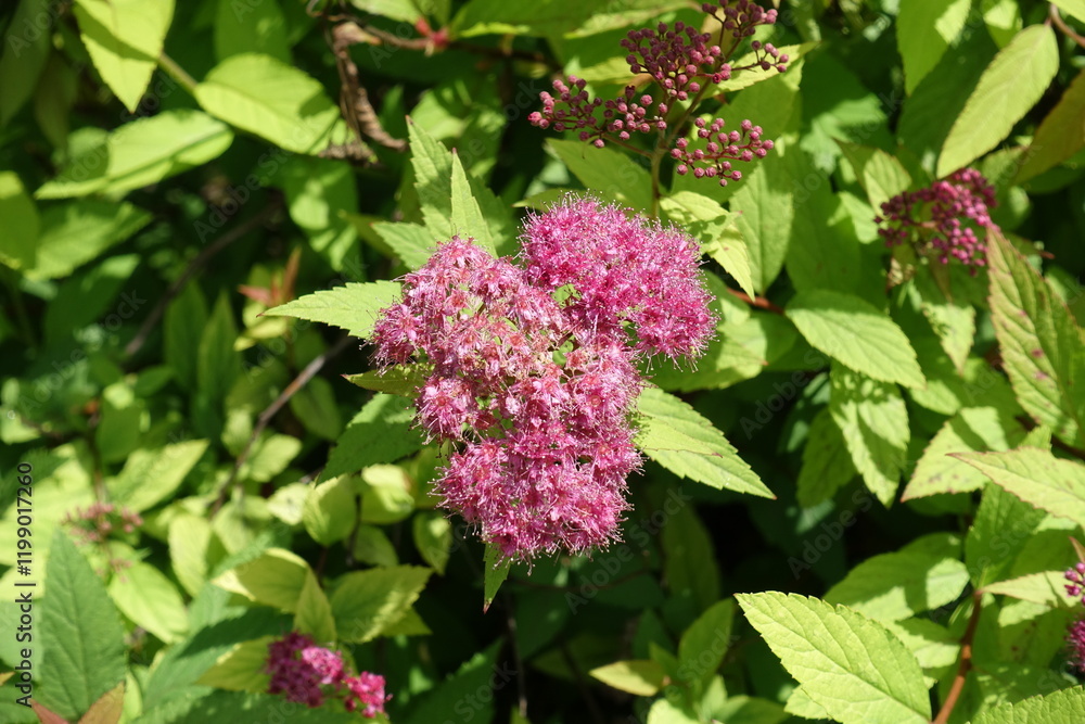 Close up of deep pink flowers of Japanese spiraea in mid June Close up of deep pink flowers of Japanese spiraea in mid June