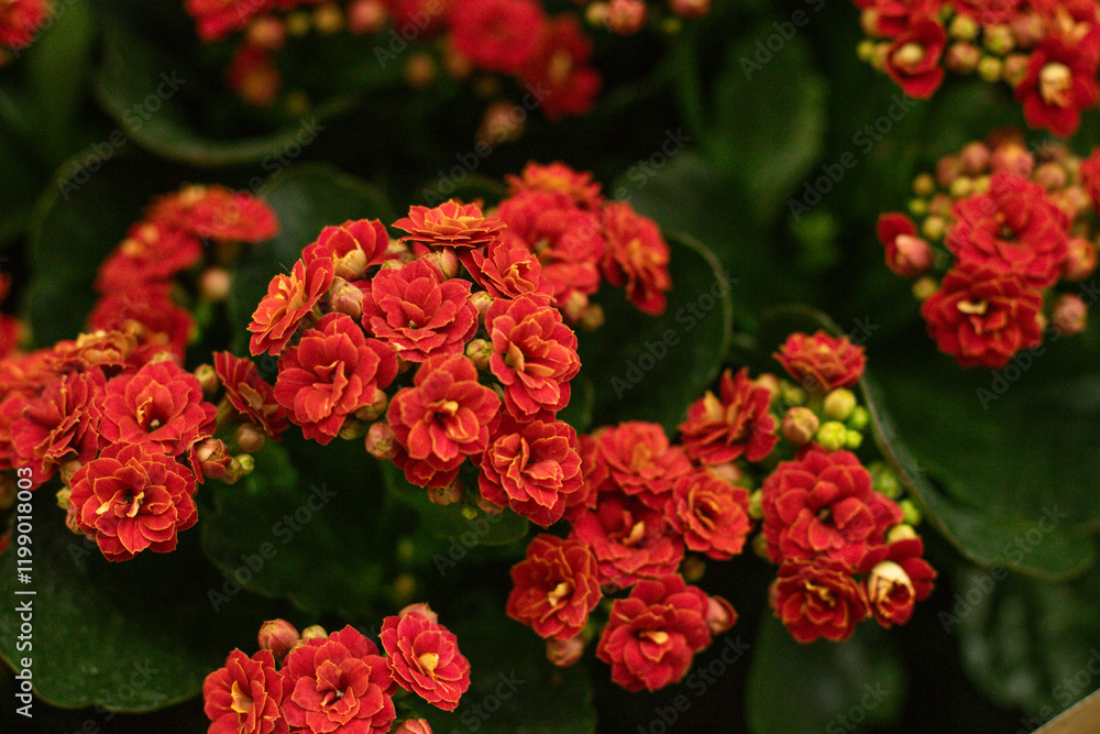 Awesome small red flowers in spring garden Awesome small red flowers in spring garden