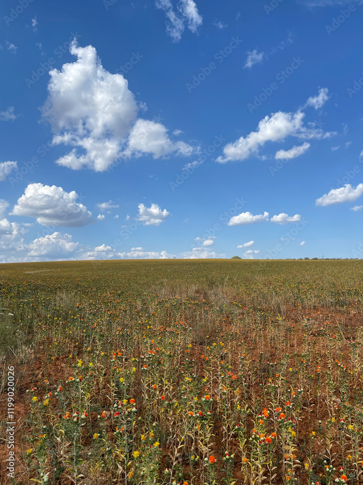 Fototapeta premium Open field with wild orange flowers and green grass under a bright blue sky with fluffy white clouds.