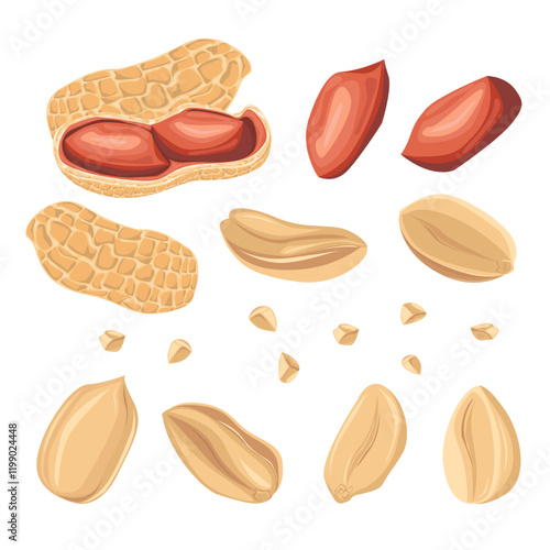 Set peanuts in shell, peeled peanut halves, crushed peanuts. For design projects, food packaging, advertising, or creating educational materials, ideal for use in food-related branding