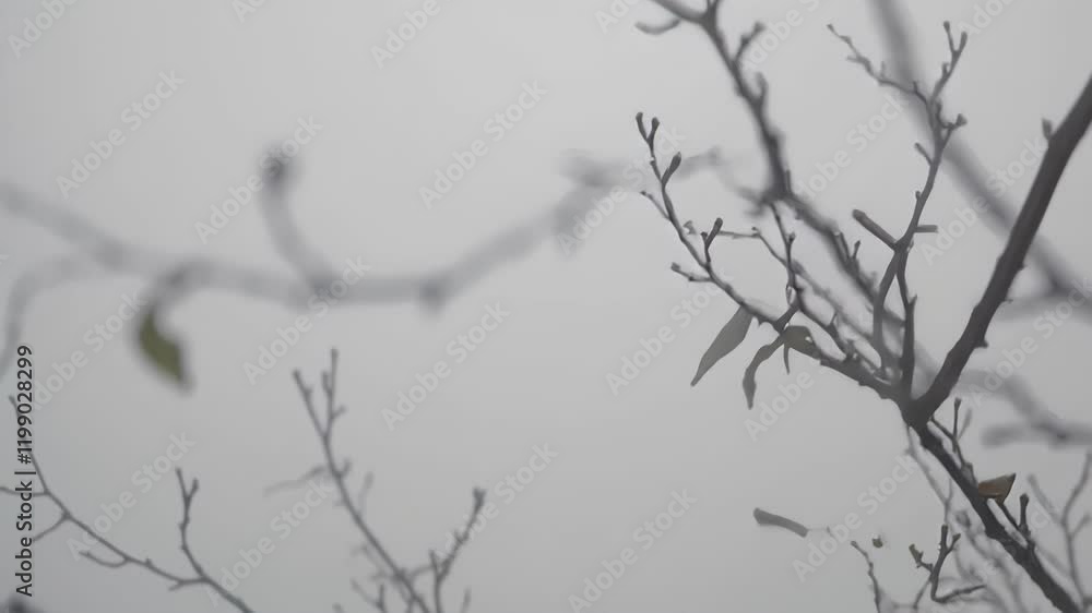 frost on branches frost on branches