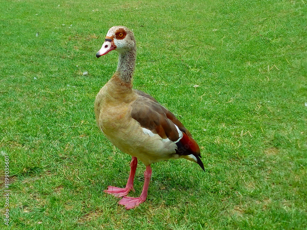 Duck on the grass