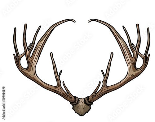 Geweih, Hirsch, Reh, Outdoor - Vektor