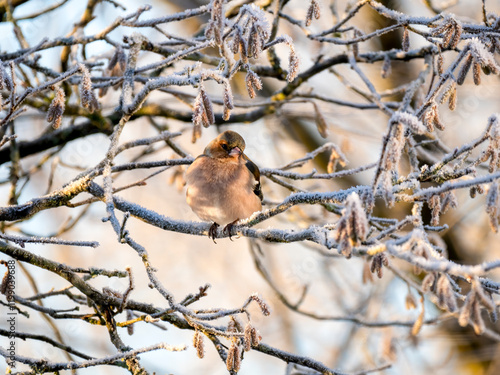 Buchfink (Fringilla coelebs) photo