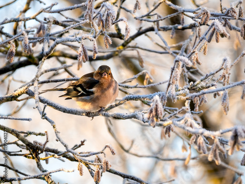 Buchfink (Fringilla coelebs) photo