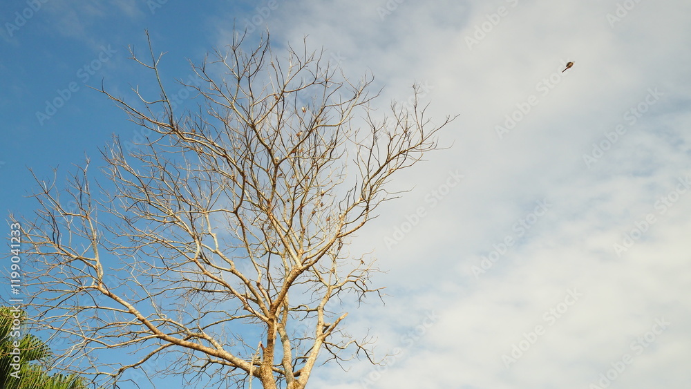 Tree with birds siting on bare branches, a bird flyling far away, under background of half blue sky and half white cloud
Tree with birds siting on bare branches, a bird flyling far away, under background of half blue sky and half white cloud