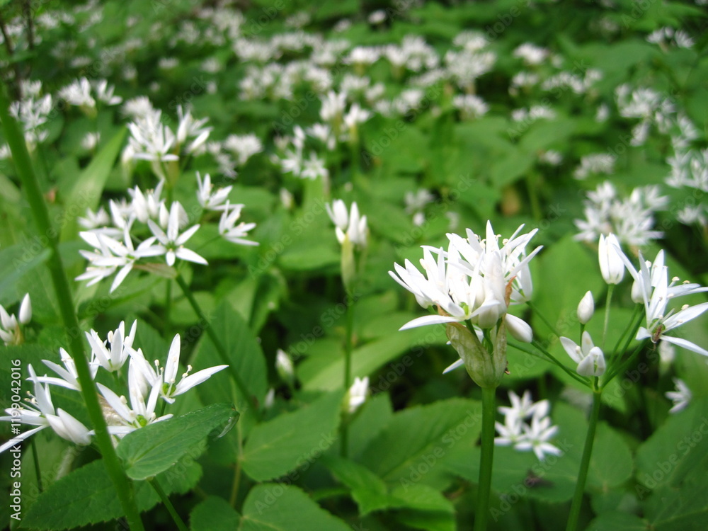 blühender Bärlauch (wilder Knoblauch); er wächst gerne im schattigen Wald blühender Bärlauch (wilder Knoblauch); er wächst gerne im schattigen Wald