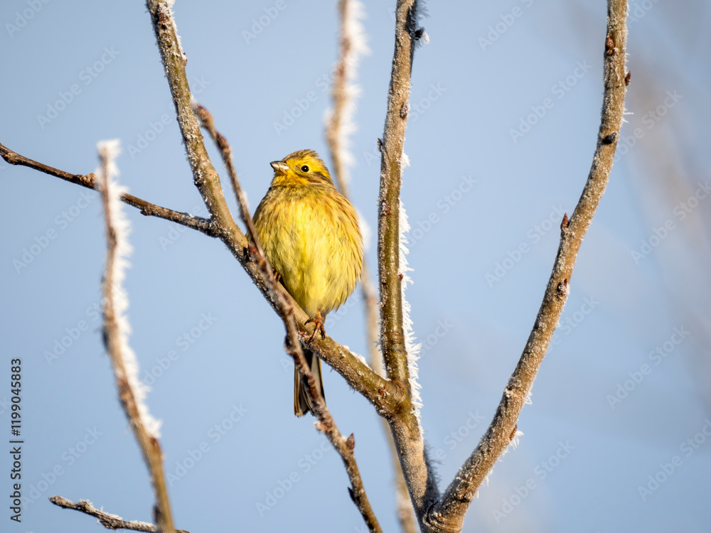 Obraz premium Goldammer (Emberiza citrinella)