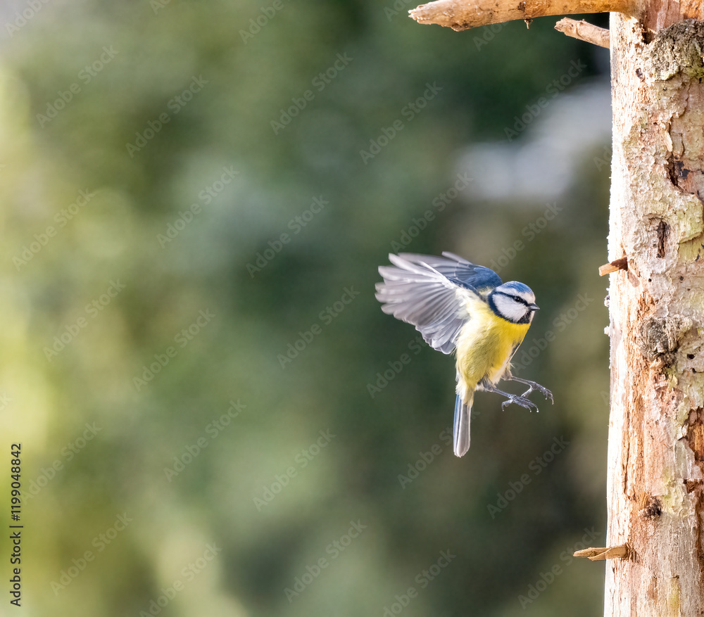 Obraz premium Blaumeise&nbsp;(Cyanistes caeruleu) Star (Sturnus vulgaris)