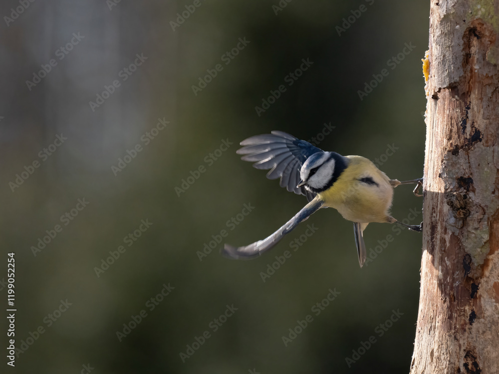 Obraz premium Blaumeise&nbsp;(Cyanistes caeruleu)
