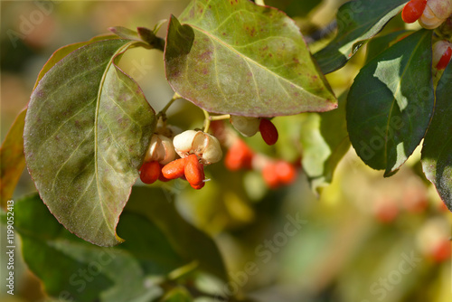 White spindle branch with seeds