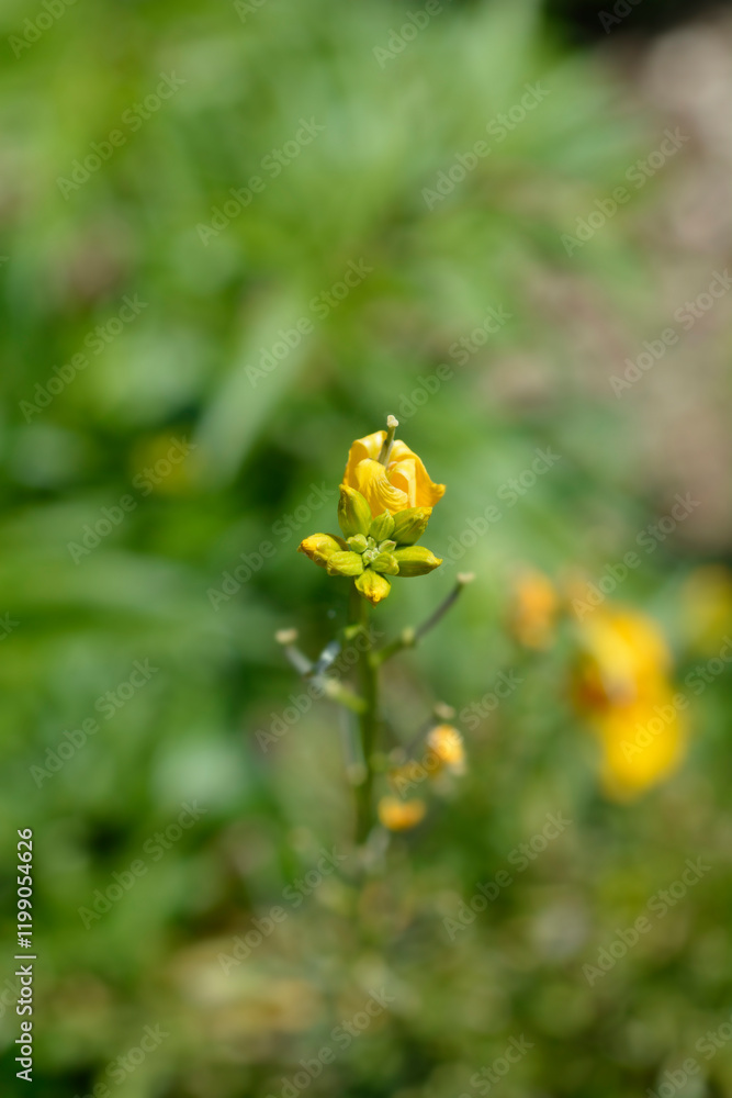 Alpine Wallflower Golden Gem flower buds Alpine Wallflower Golden Gem flower buds