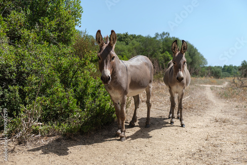 Fotografie Sardinian native Asinara donkeys in the field