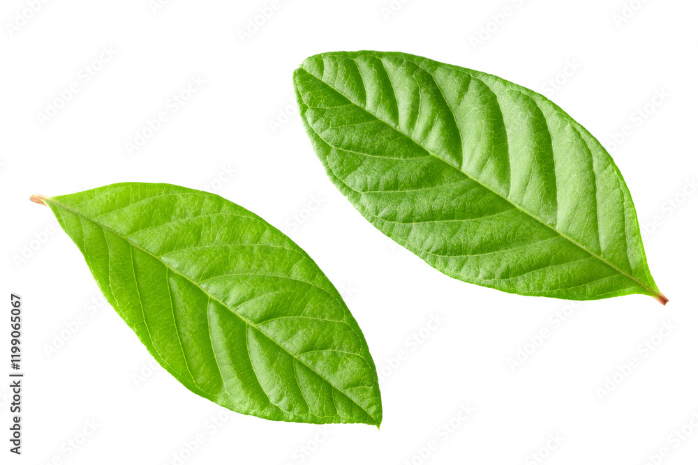 guava green leaves isolated on white background. clipping path guava green leaves isolated on white background. clipping path
