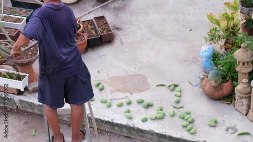 A top-down view of a middle-aged Thai man standing on a ladder to harvest mangoes, a tropical fruit, using a specially made bamboo pole basket. The ripe mangoes are then placed in piles on a concrete 