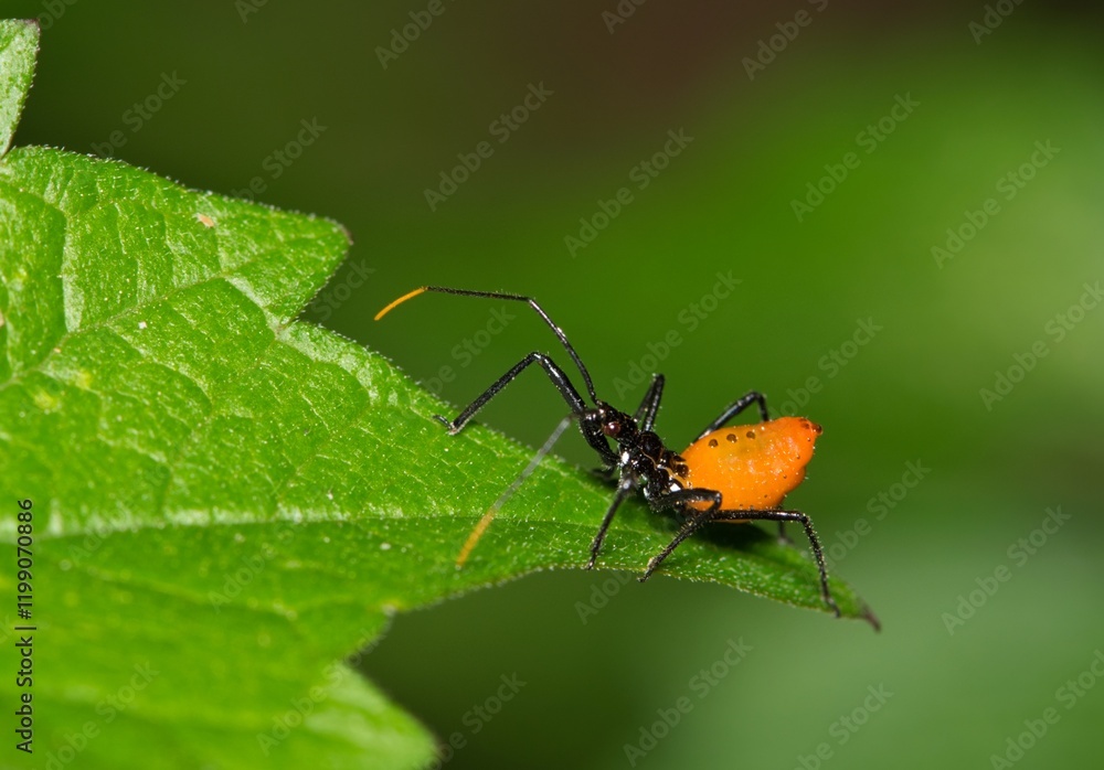 Milkweed assassin bug nymph Zelus longipes insect nature Springtime pest control. Milkweed assassin bug nymph Zelus longipes insect nature Springtime pest control.