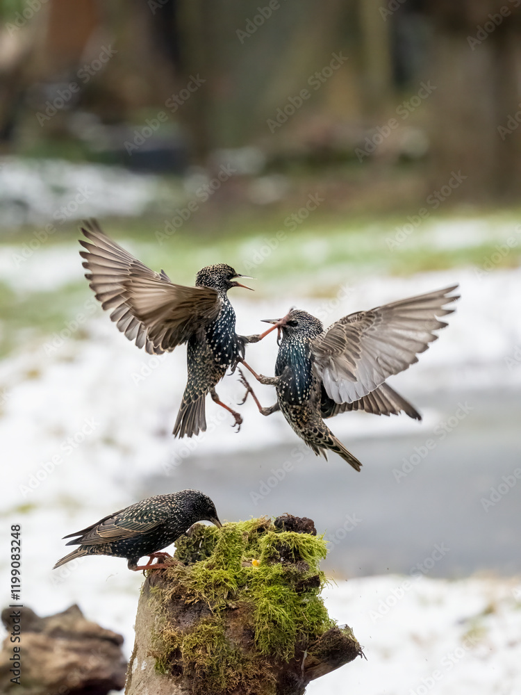 Fototapeta premium Star (Sturnus vulgaris)