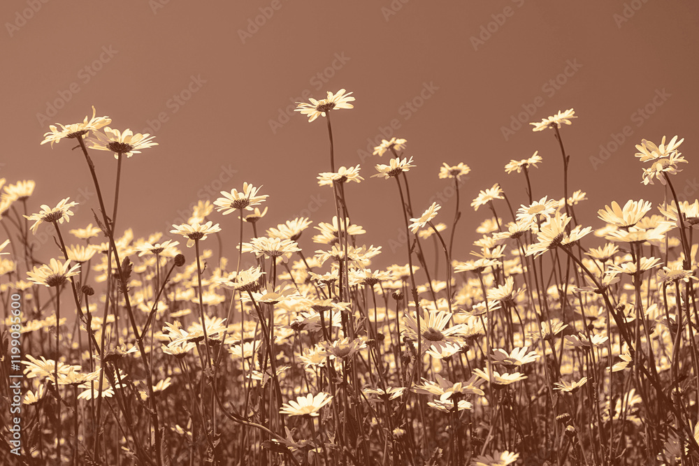 Wild chamomile flowers against clear sky. Beautiful nature flower background in mocha mousse color