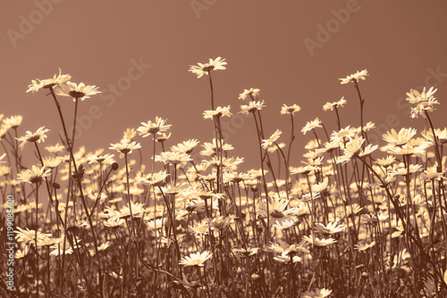 Obraz na płótnie Wild chamomile flowers against clear sky. Beautiful nature flower background in mocha mousse color w salonie