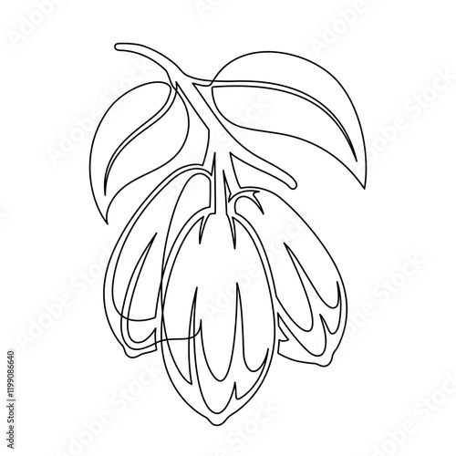 Cacao beans branch with leaves line