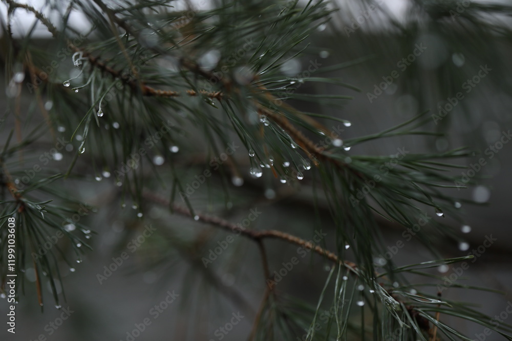 Drops of water on the evergreen branches in the garden Drops of water on the evergreen branches in the garden