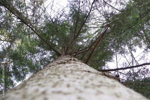 Fototapeta Naklejka Na Ścianę i Meble -  tree in the forest