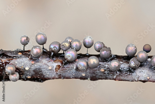 Lamproderma arcyrioides, a nivicolous slime mold from Finland, no common English name photo